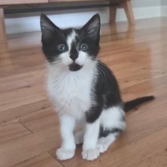 Smudge