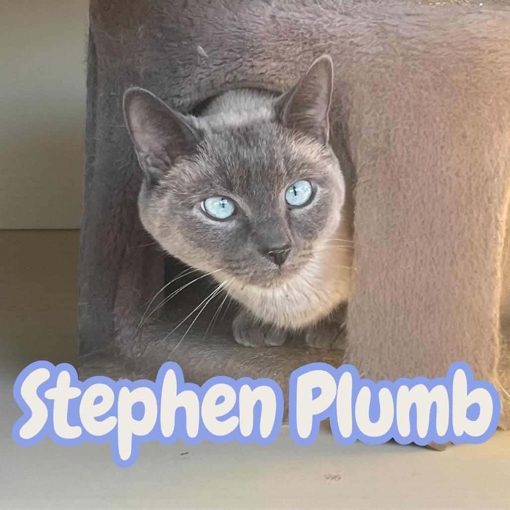 Stephen Plumb