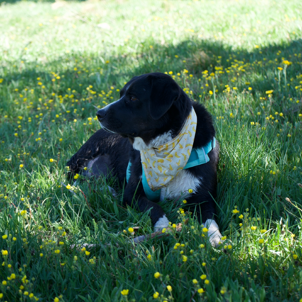 Miss Polly