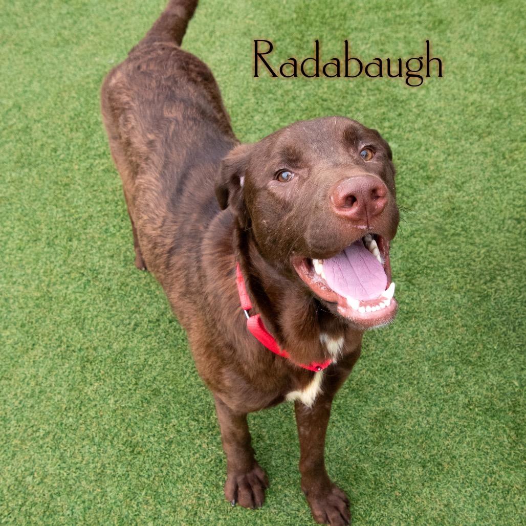 Radabaugh 