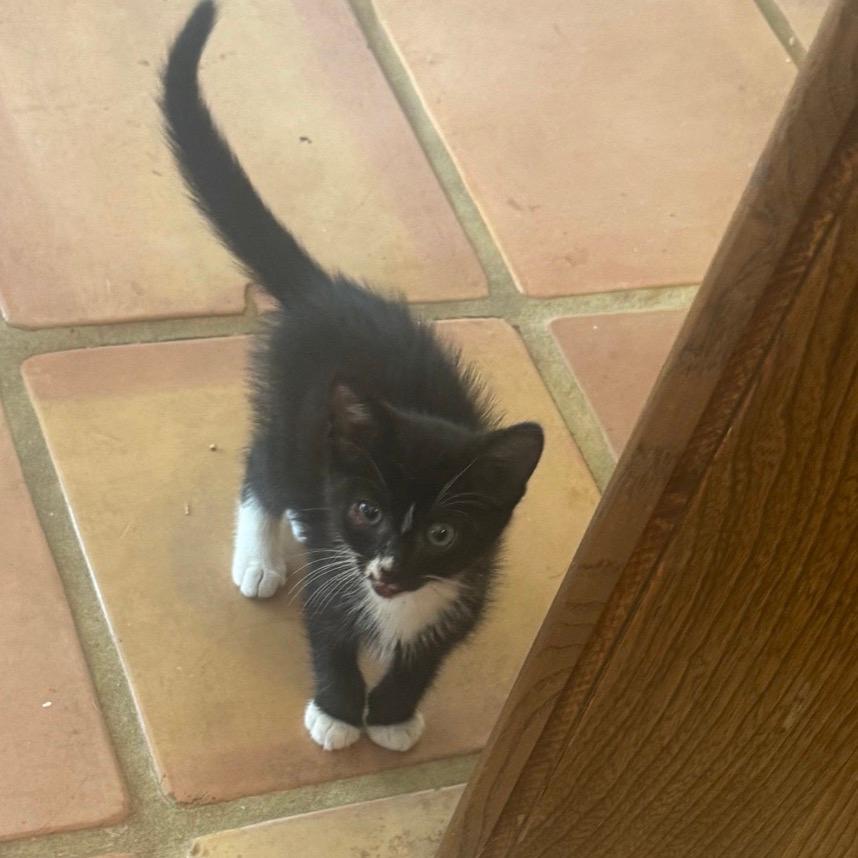 Sylvester 