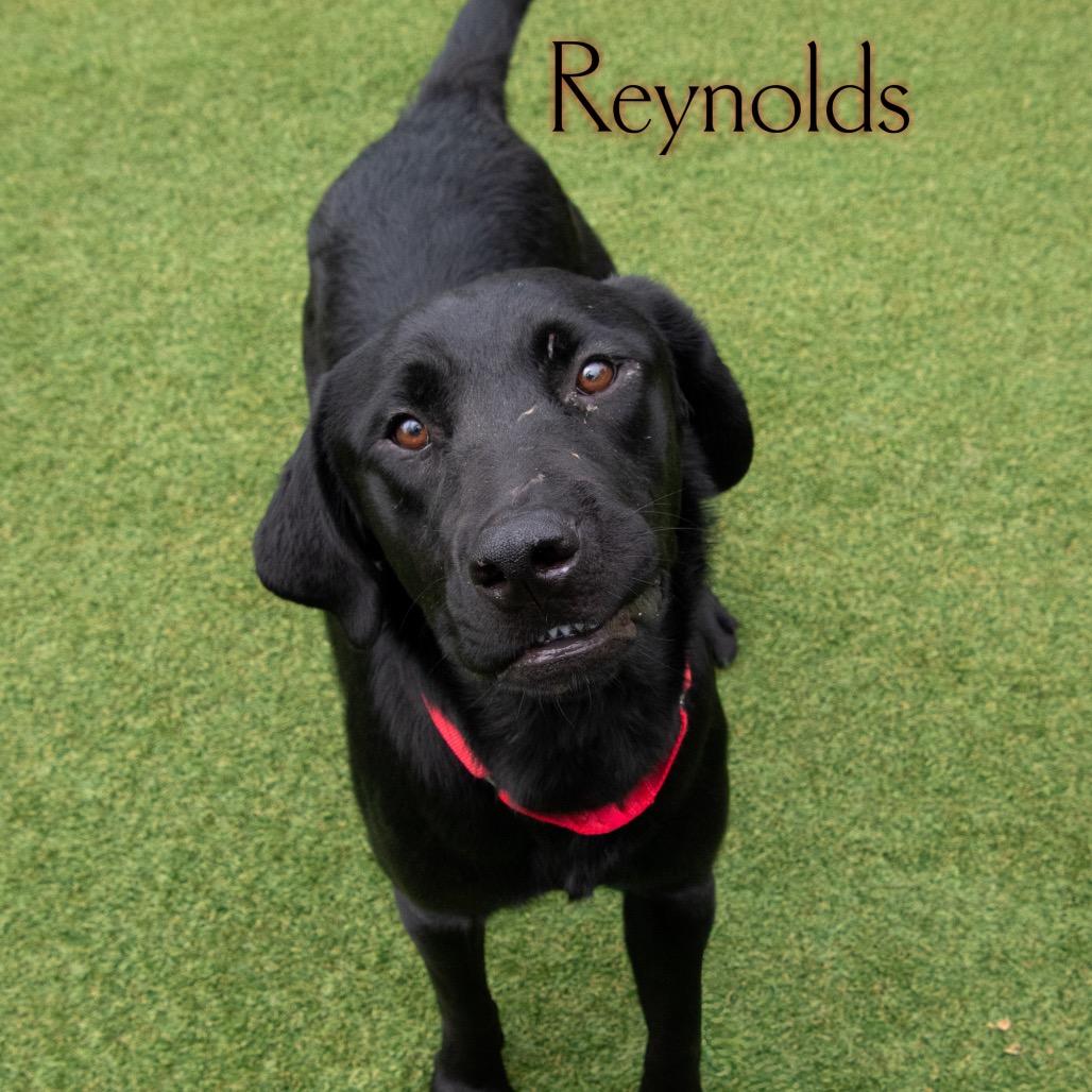 Reynolds 