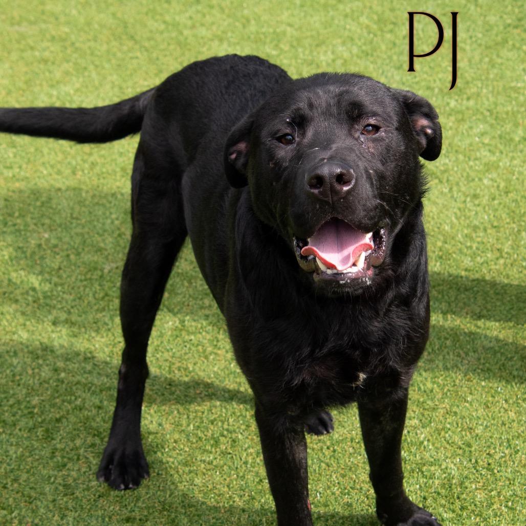 PJ 