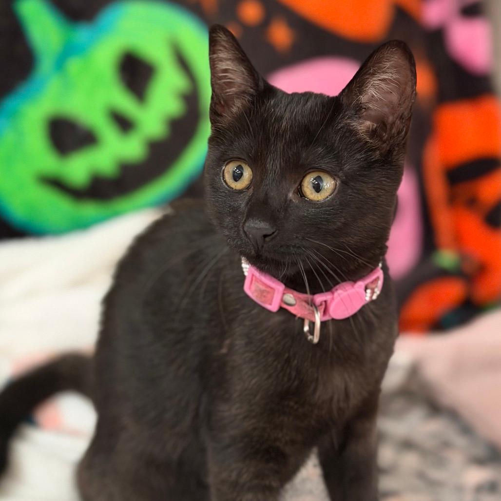 Pearl (cat café adoption)