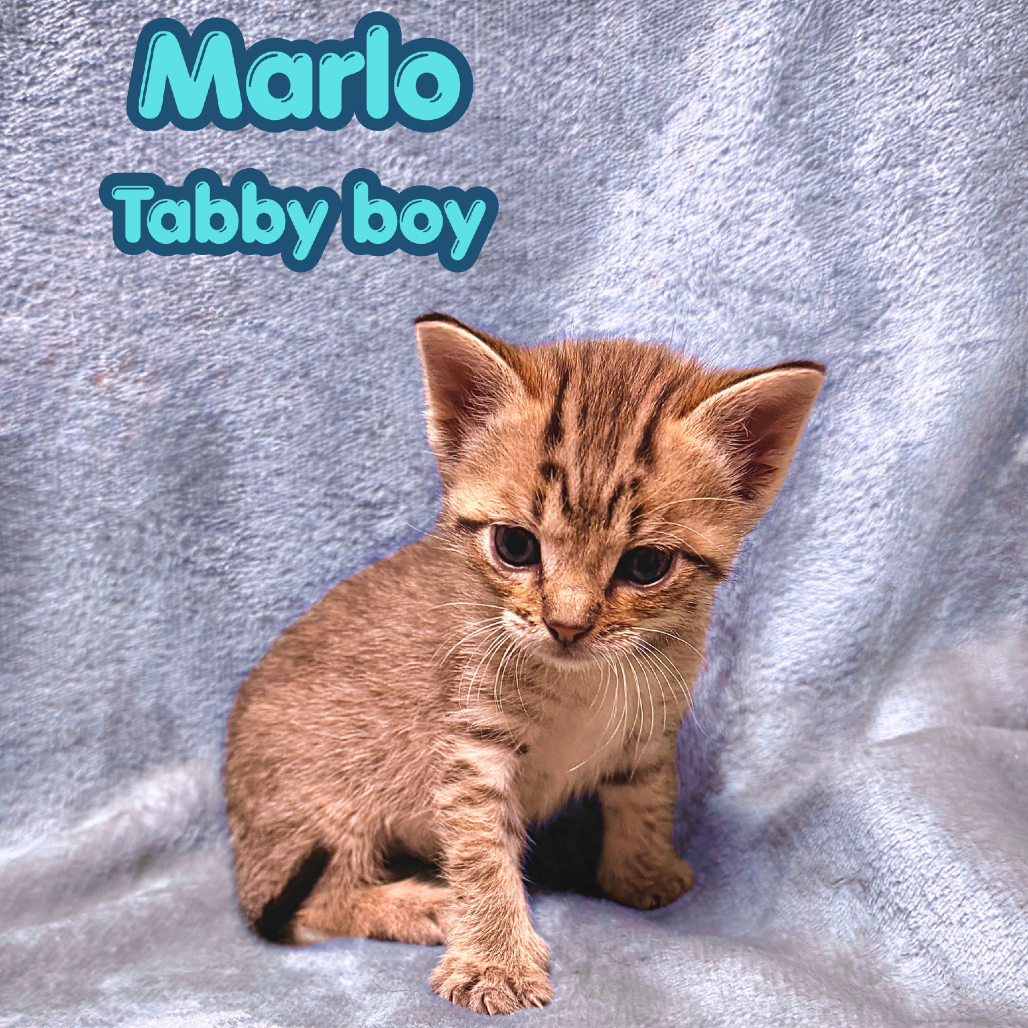 Marlo