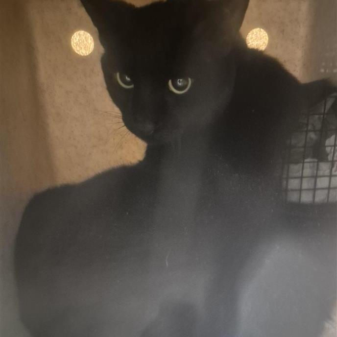 Working Cat Spooks