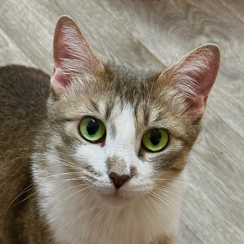 Missy (Bobtail)