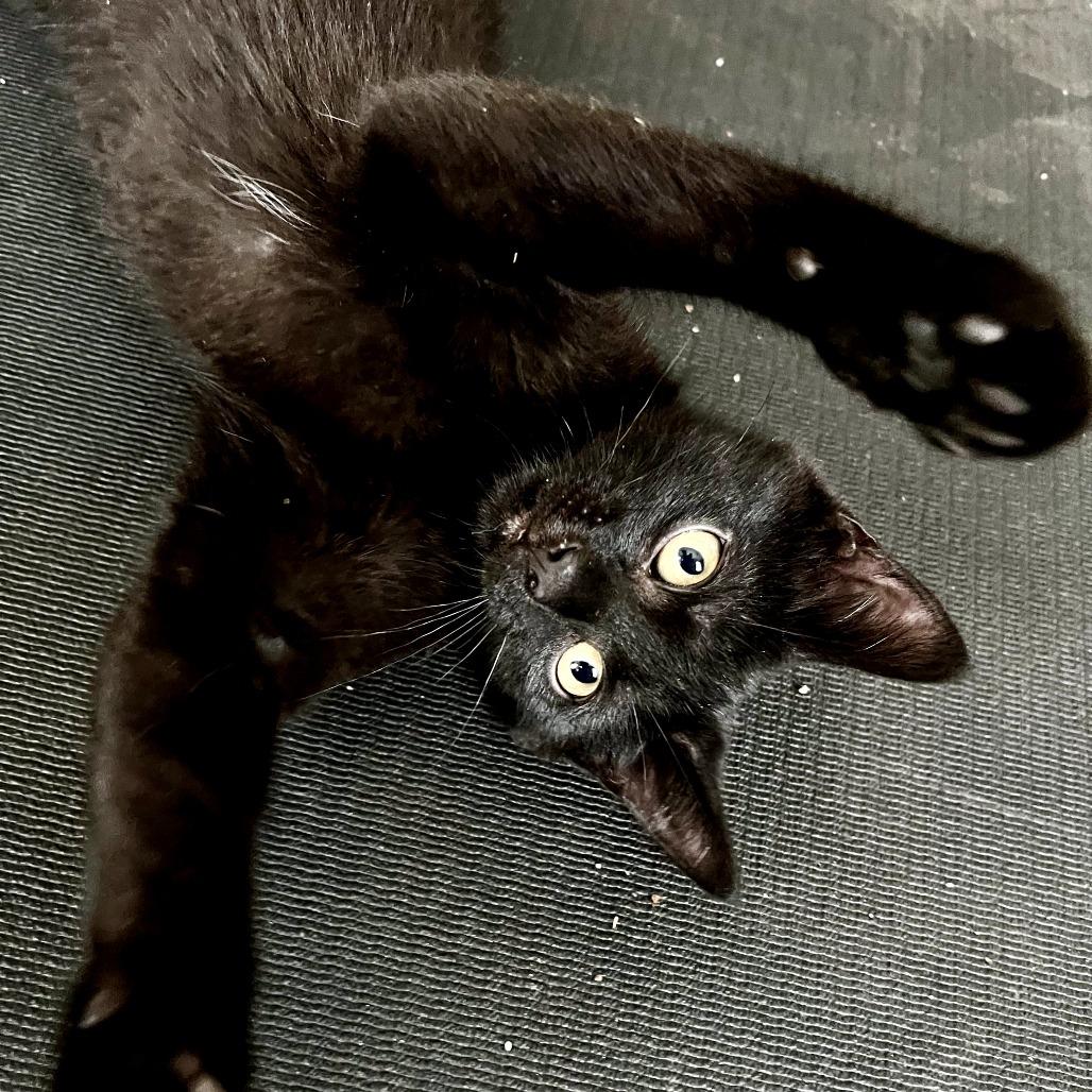 Houdini
