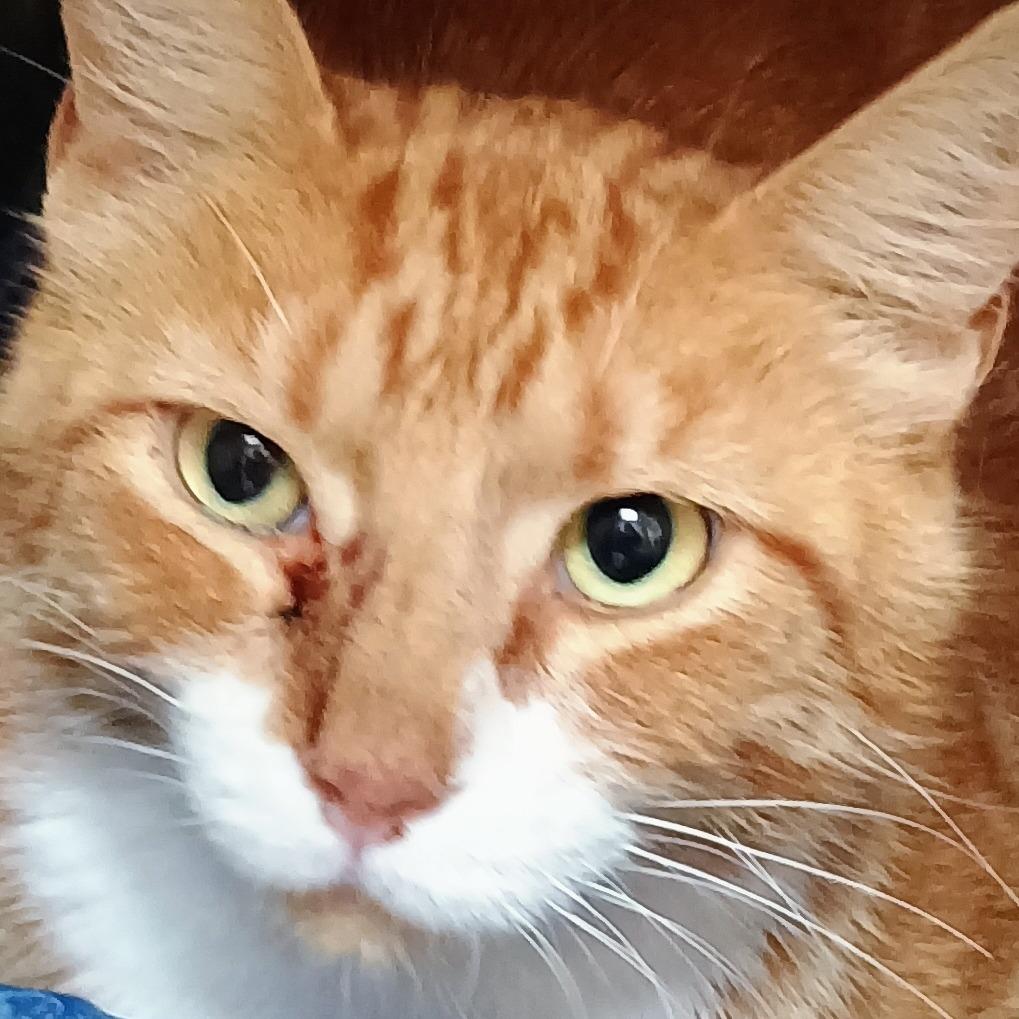 Kit-Kat