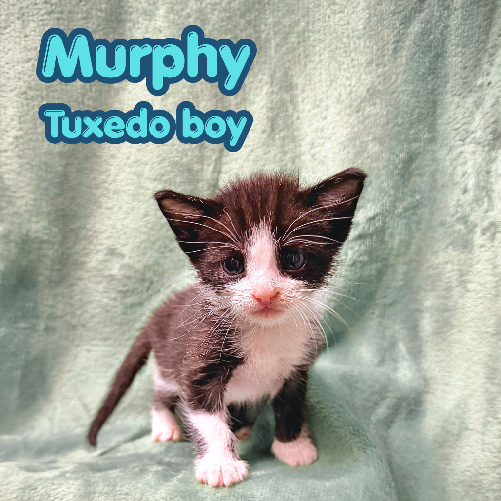 Murphy