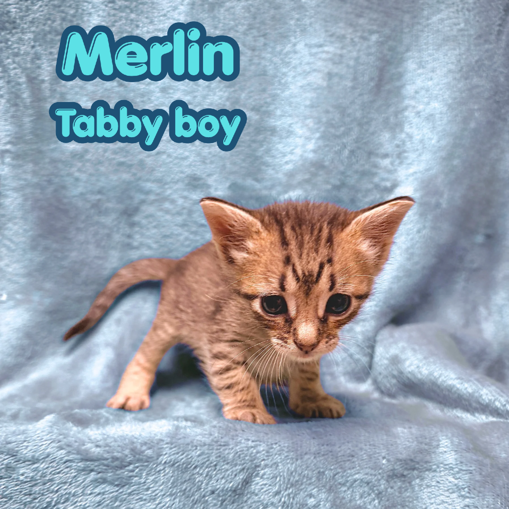 Merlin