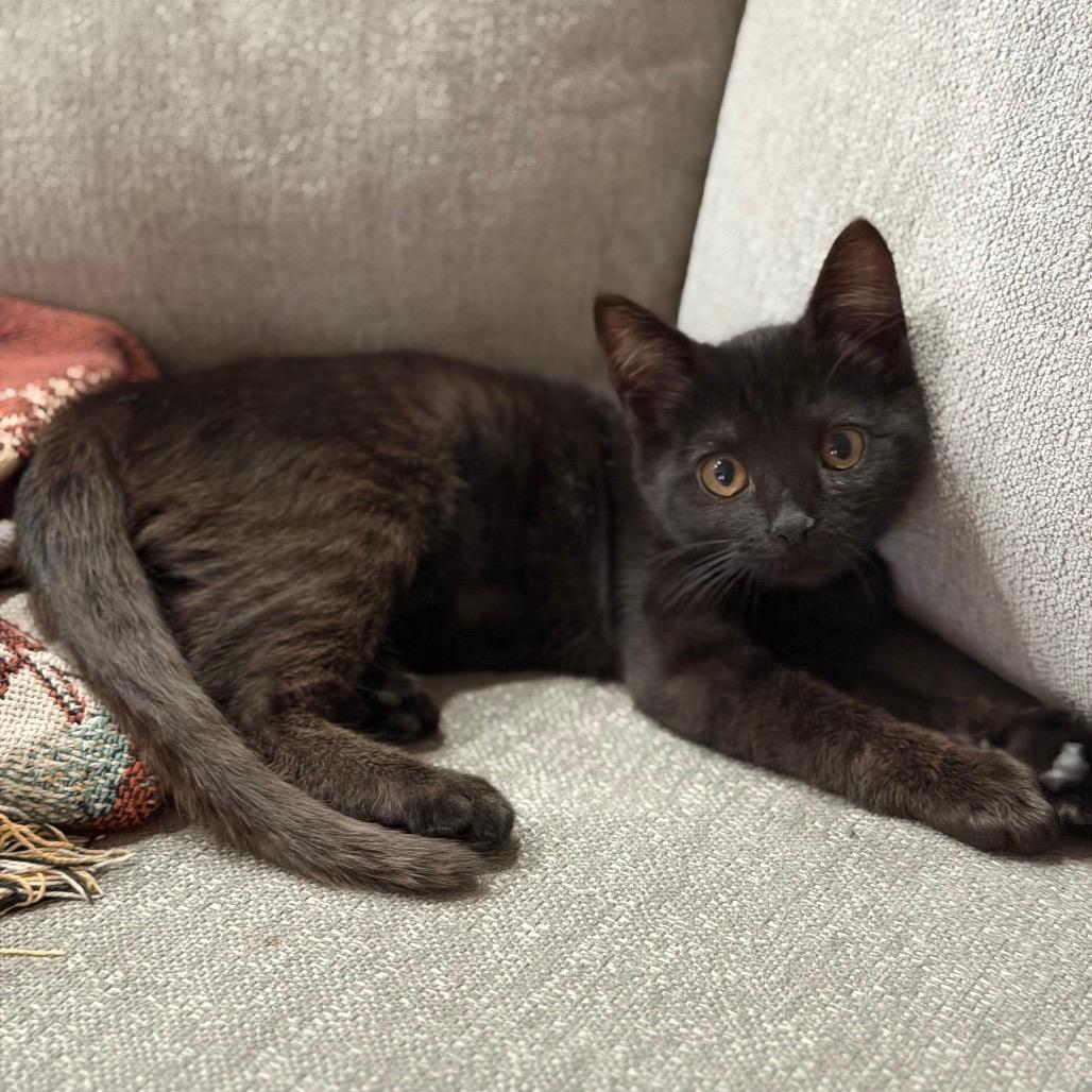 Munchkin (cat café adoption)
