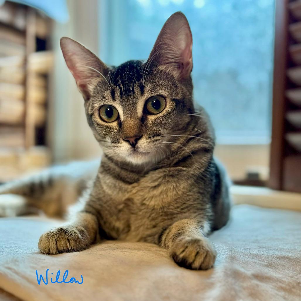 Willow