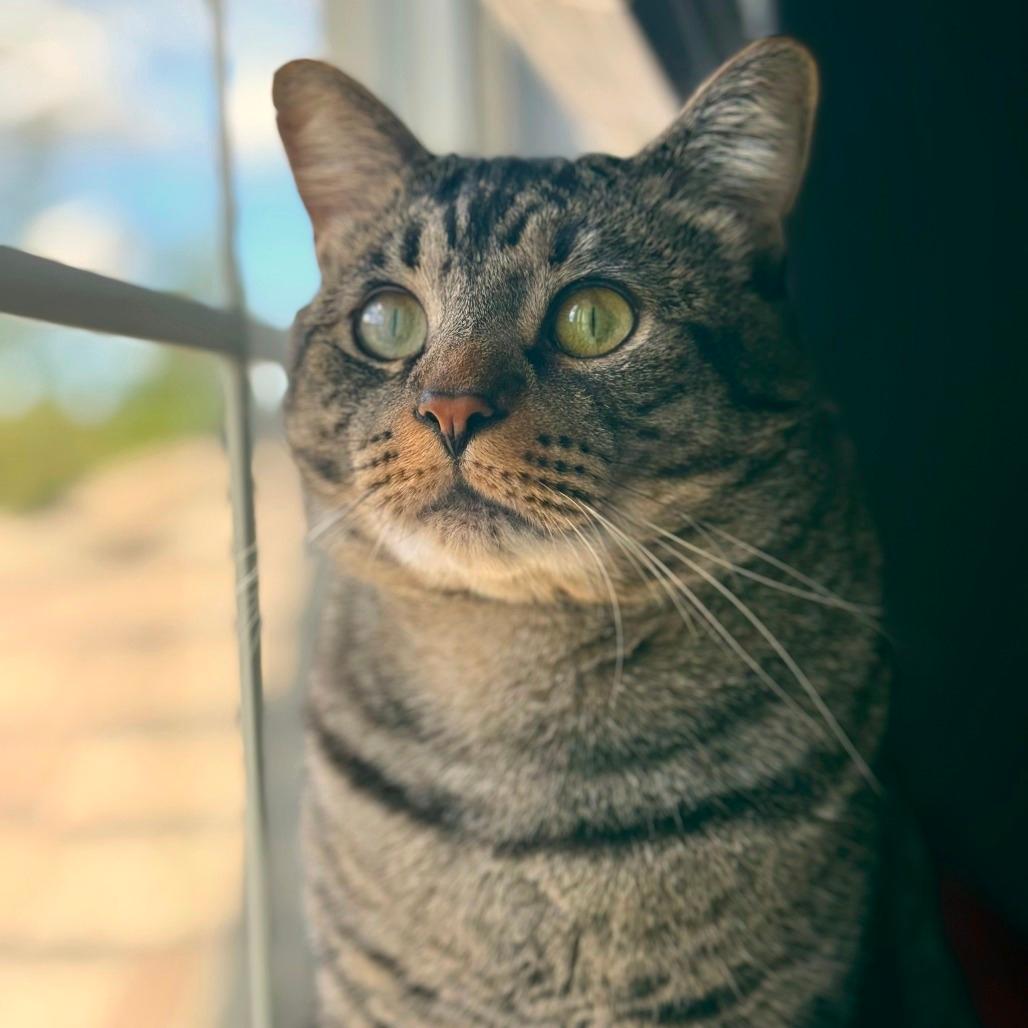 Jazzpurr