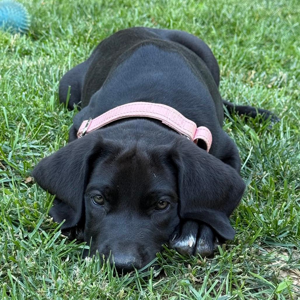 Leona
