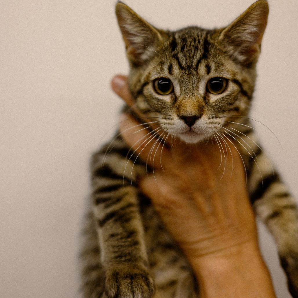 TPC Tabby 4