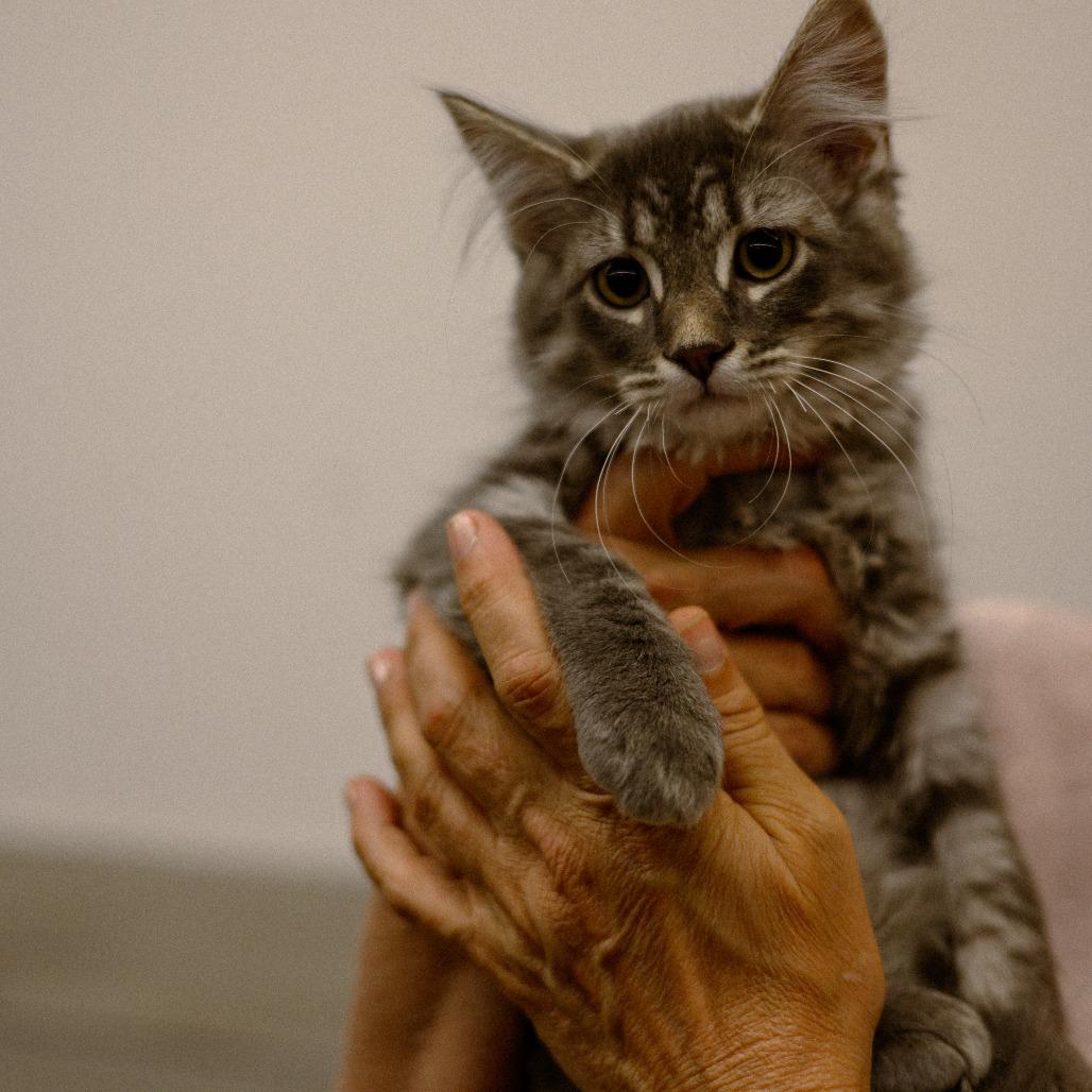 TPC Tabby 3