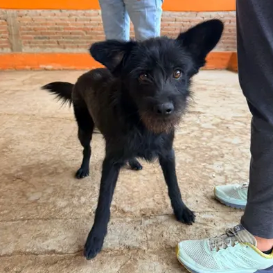 Oso