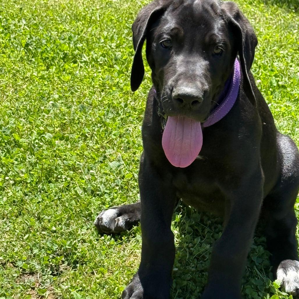 Lennox