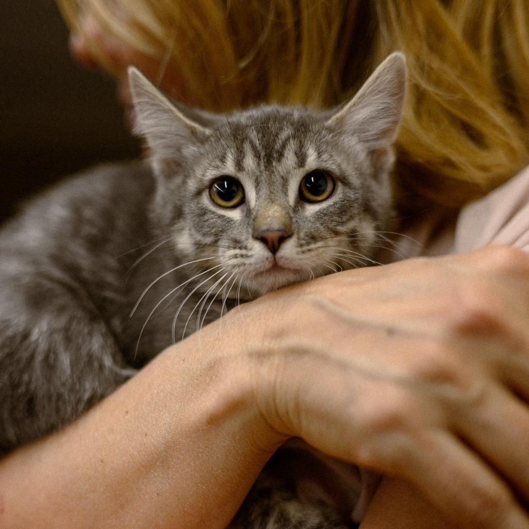 TPC Tabby 1