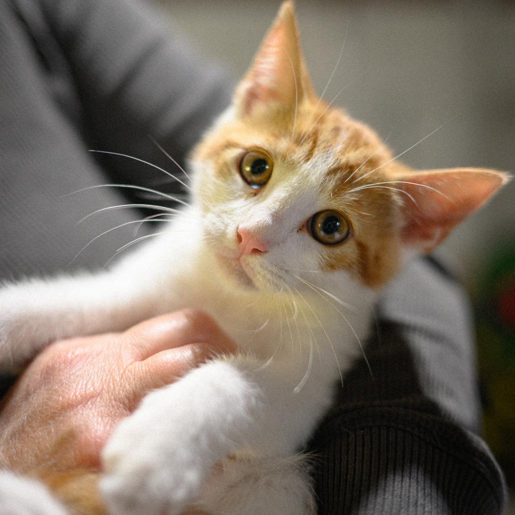 Charles LeKitty