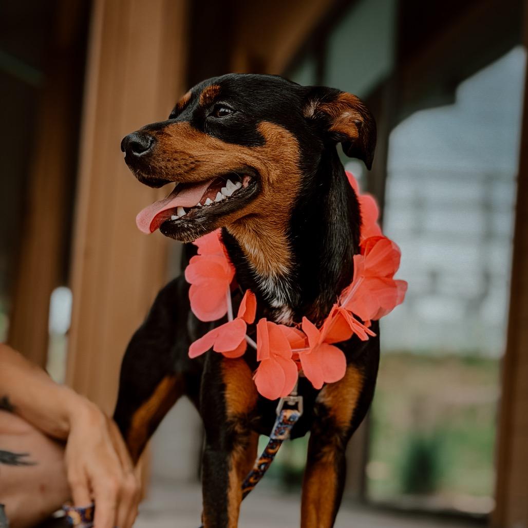 Lola