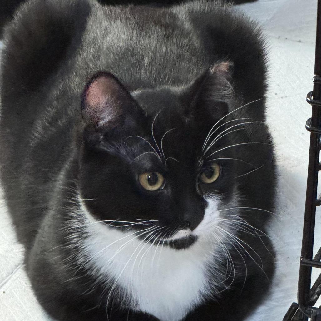 Cosmo, Brother of Little Foot