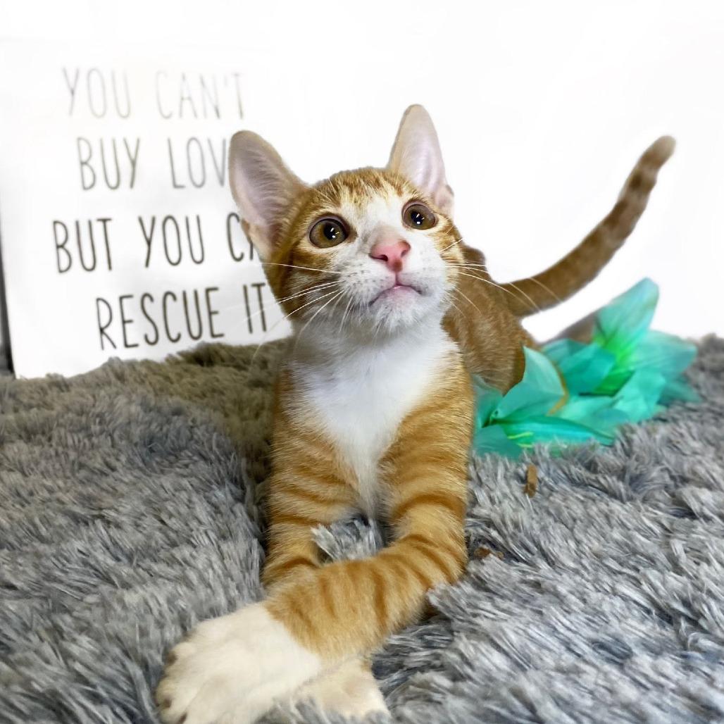 MANGO (bonded w/Kelly)