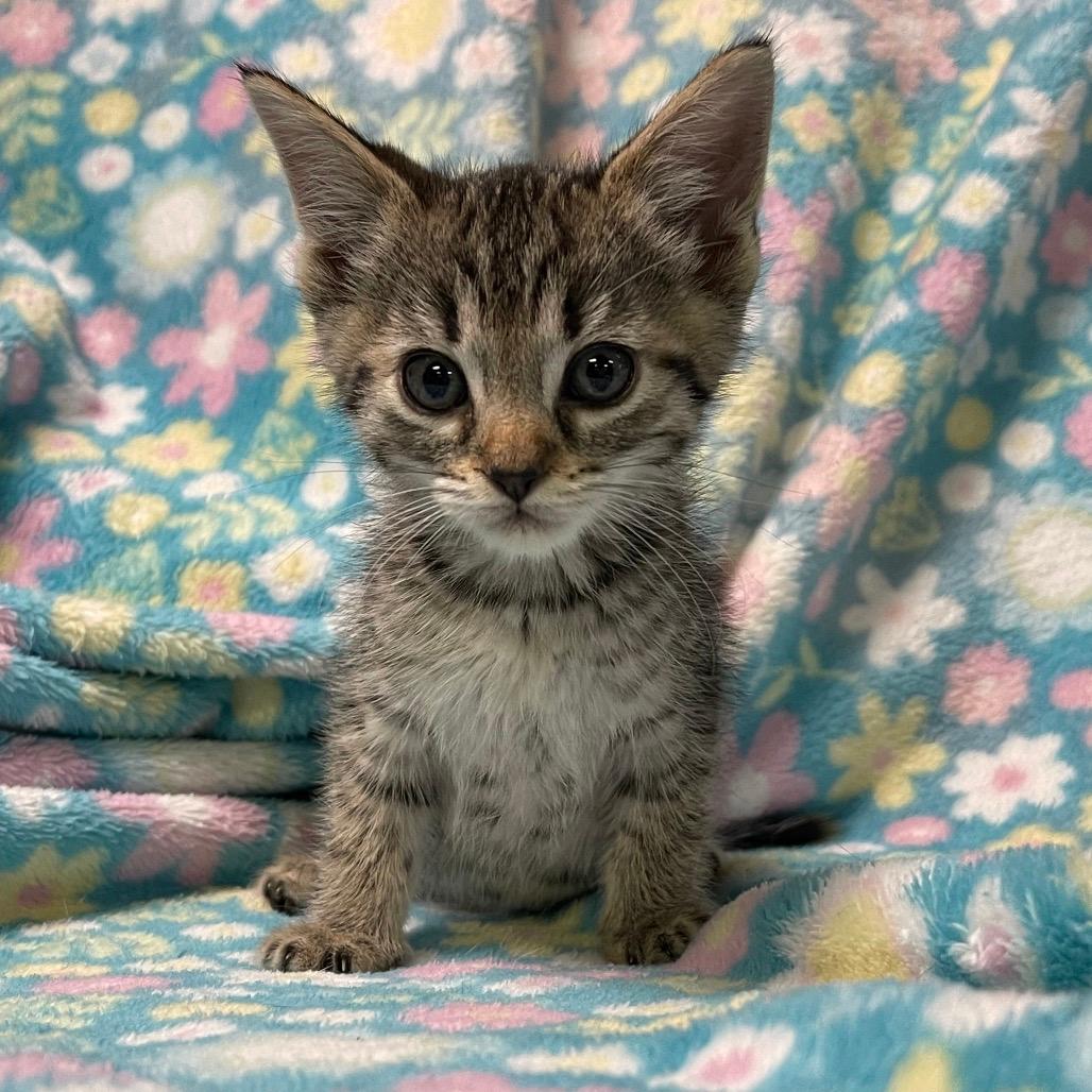 GOSLING