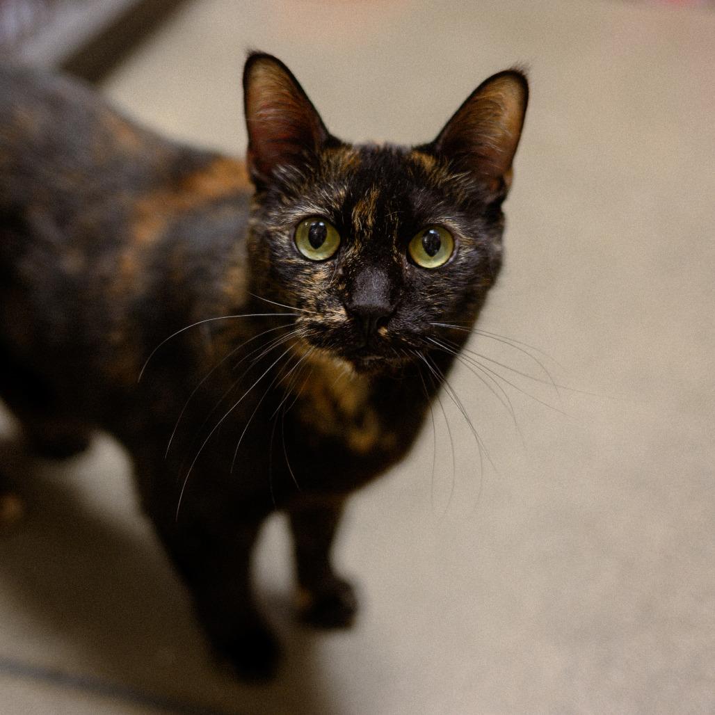 Cleopatra