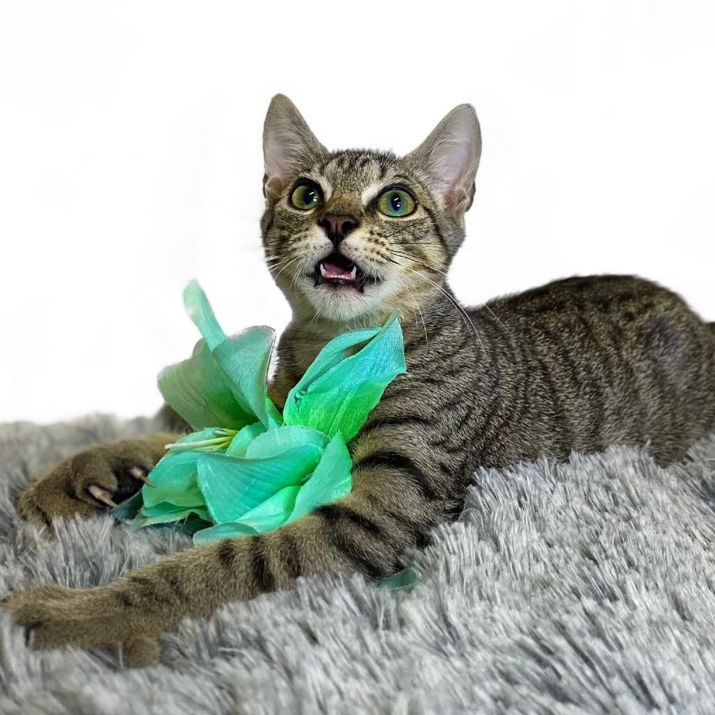 KELLY (bonded w/Mango)