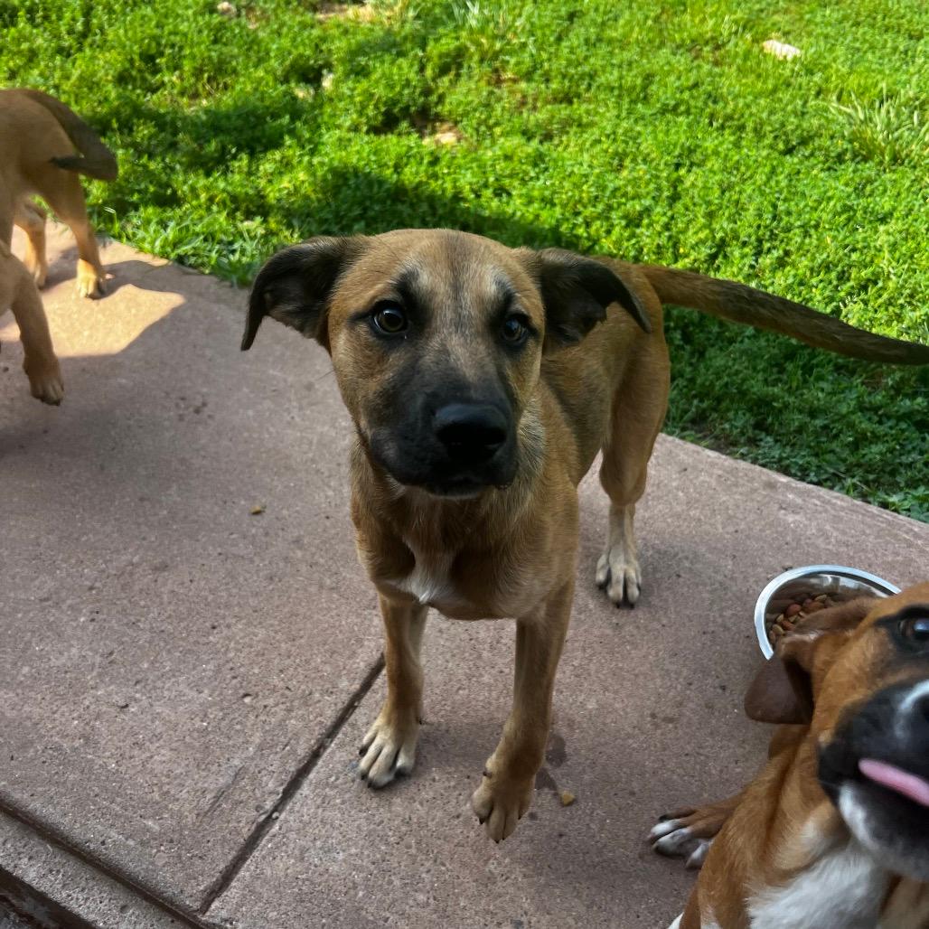 Trent