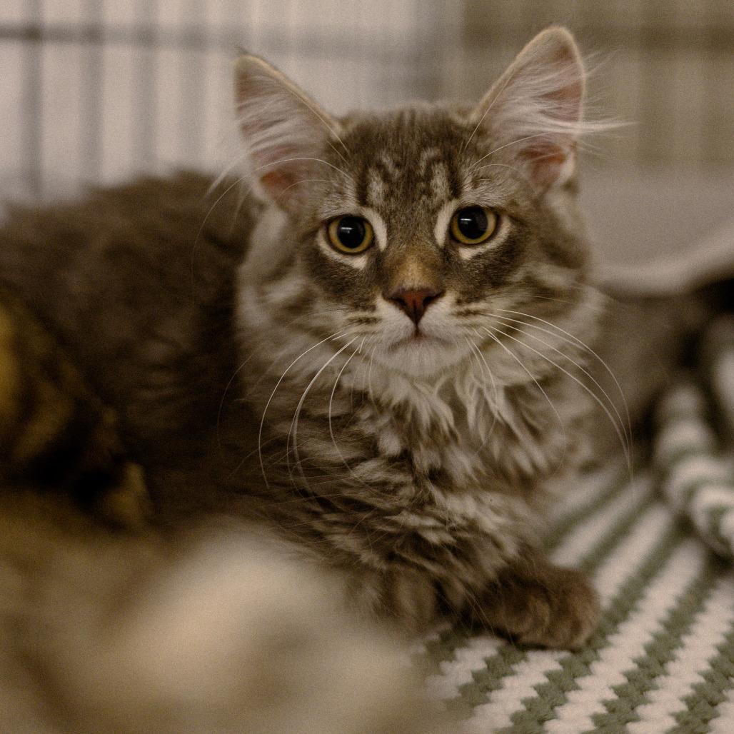 TPC Tabby 2