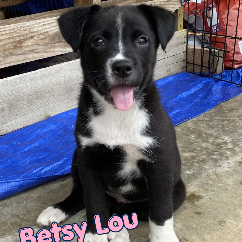Betsy