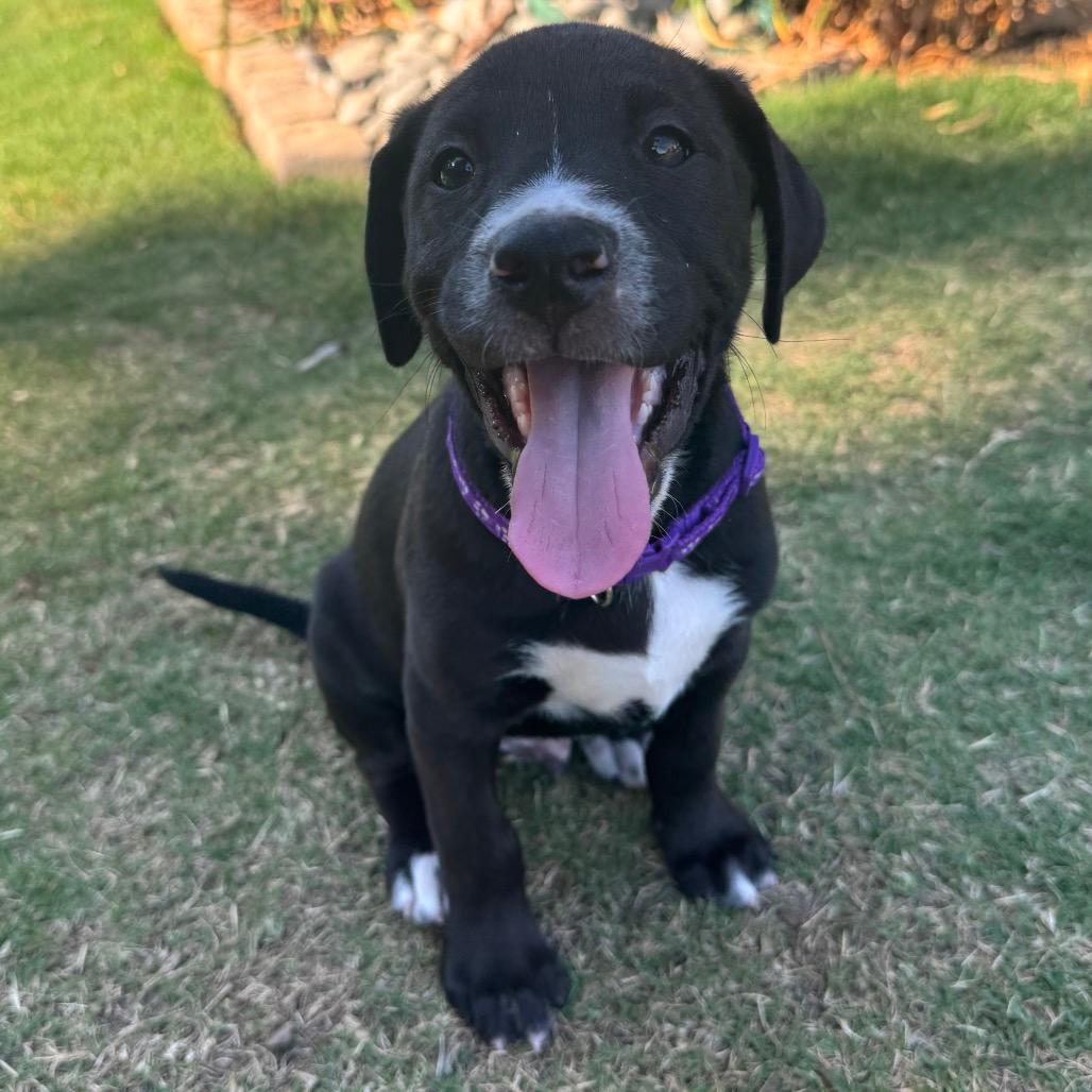 Axle Lola Pup