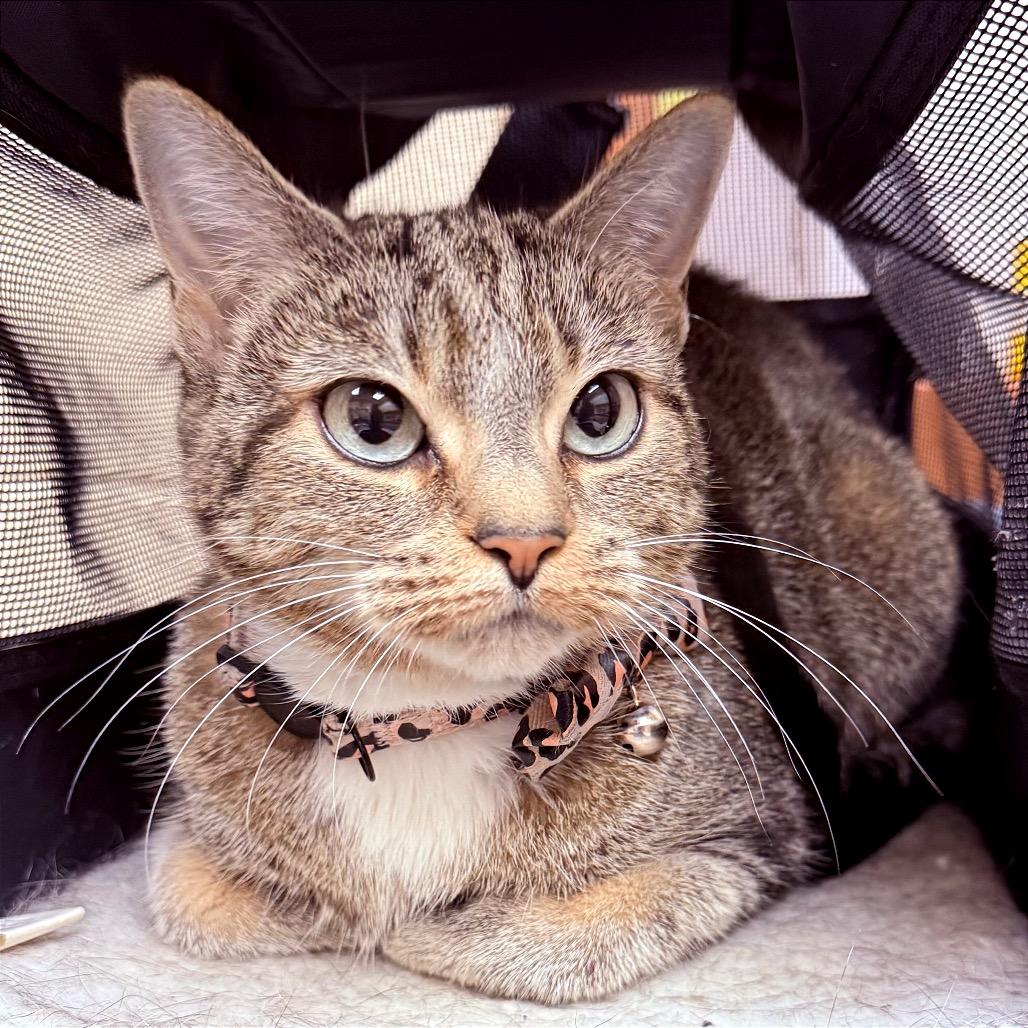 Miss Kitty- In foster
