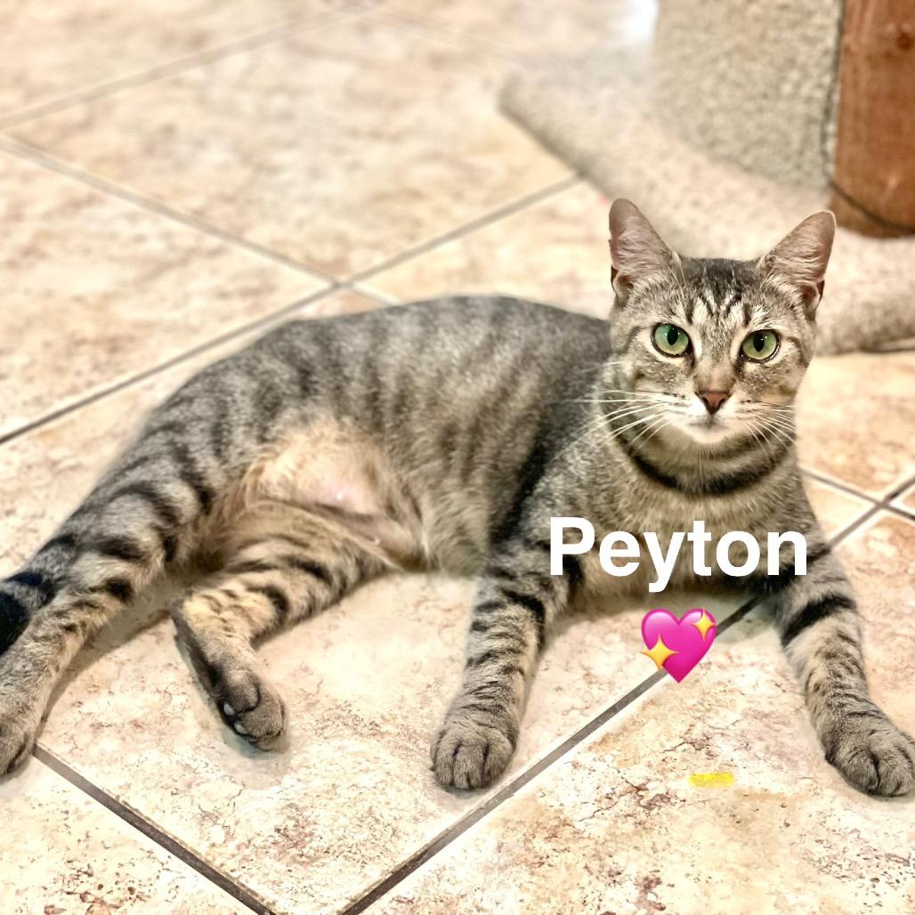 Peyton (Adopt with Patches)