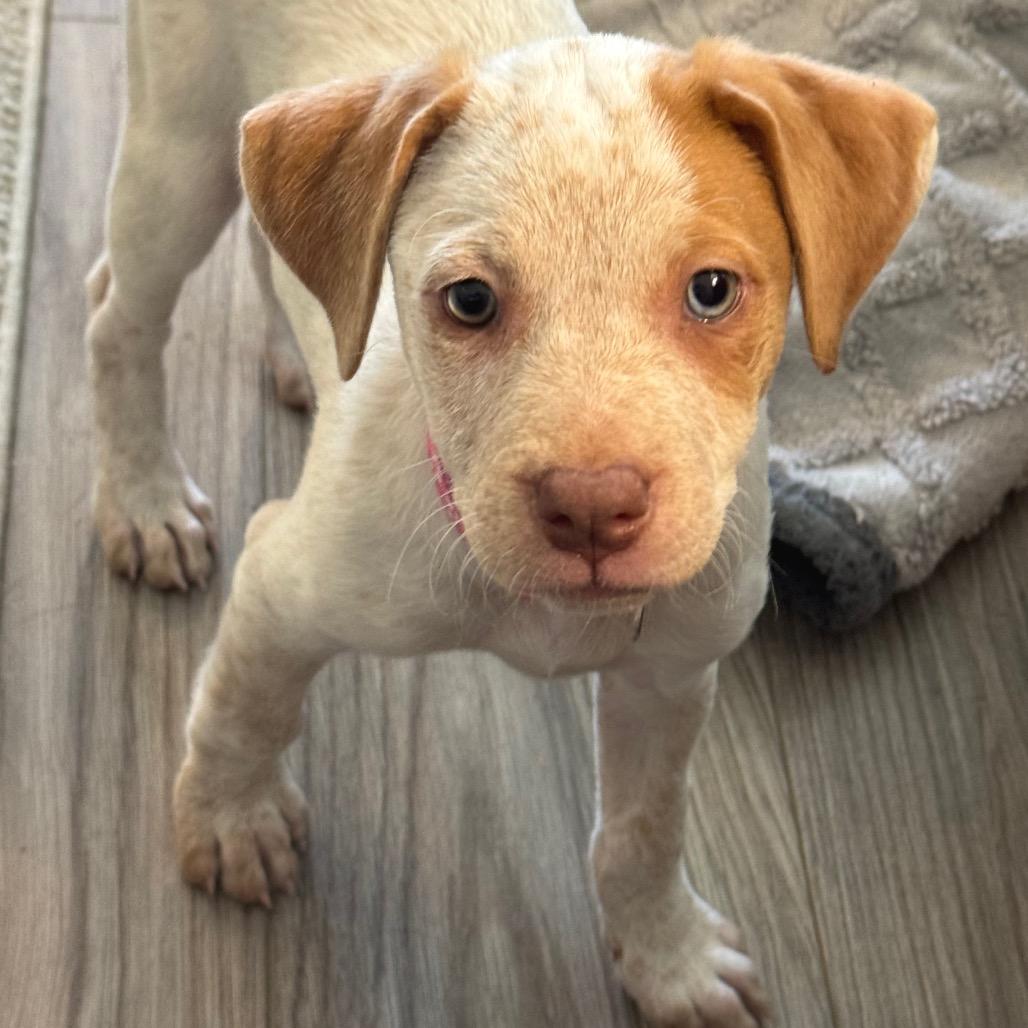 Stella Lola Pup