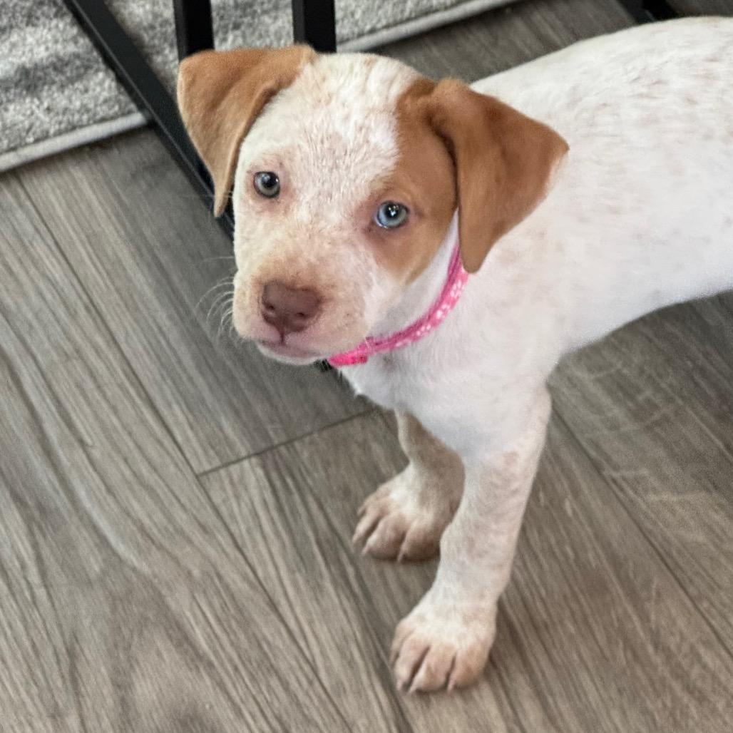 Stella Lola Pup