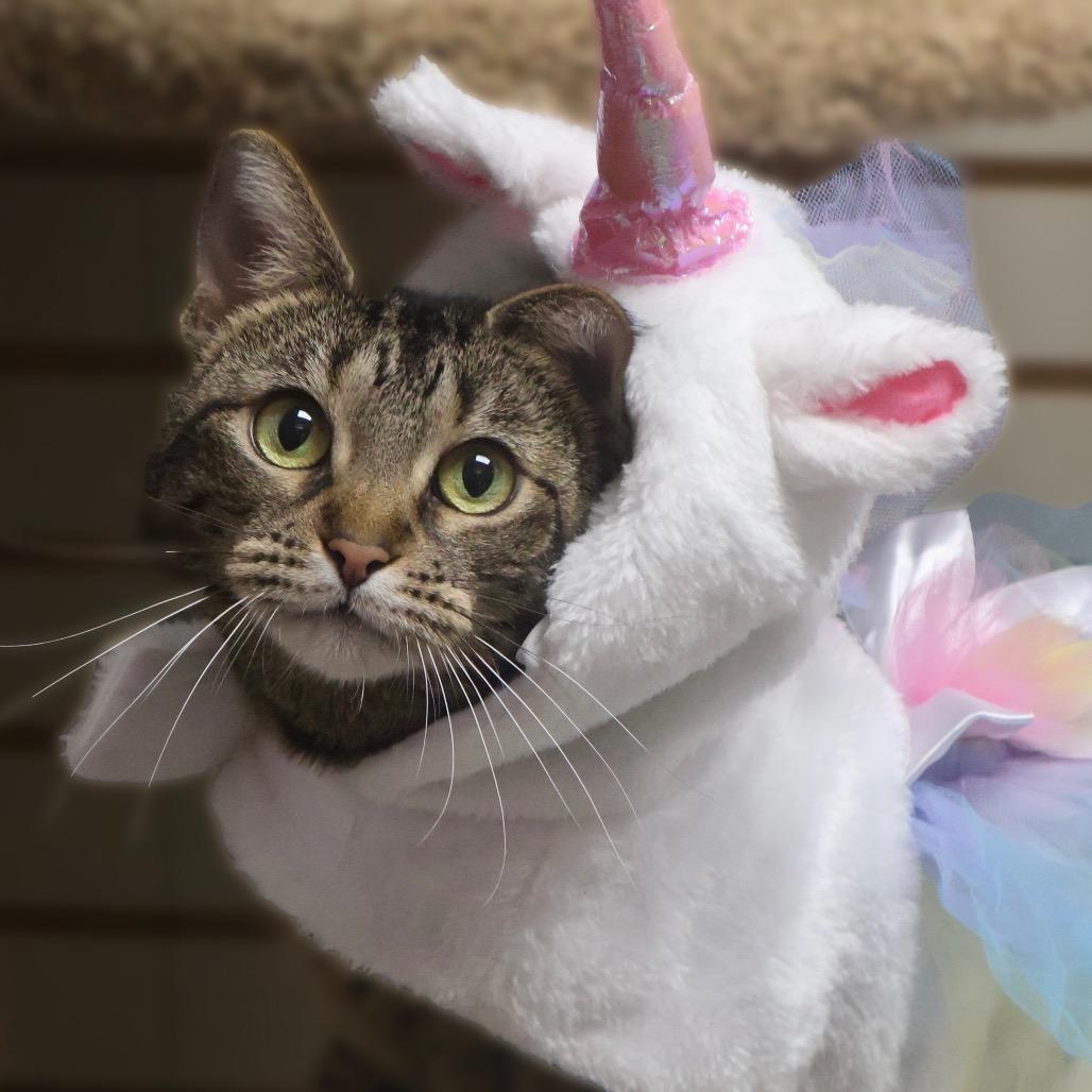 Diva