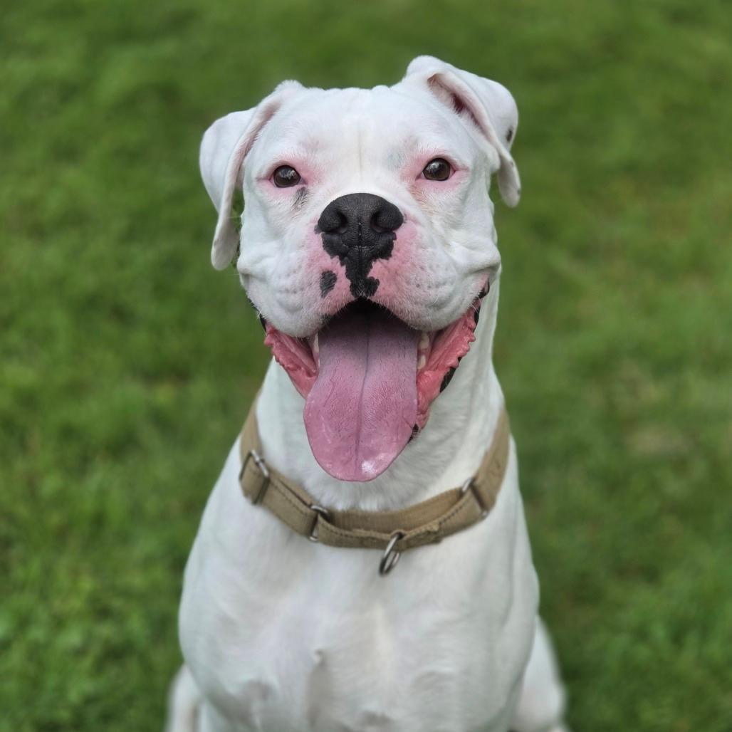 Bucky
