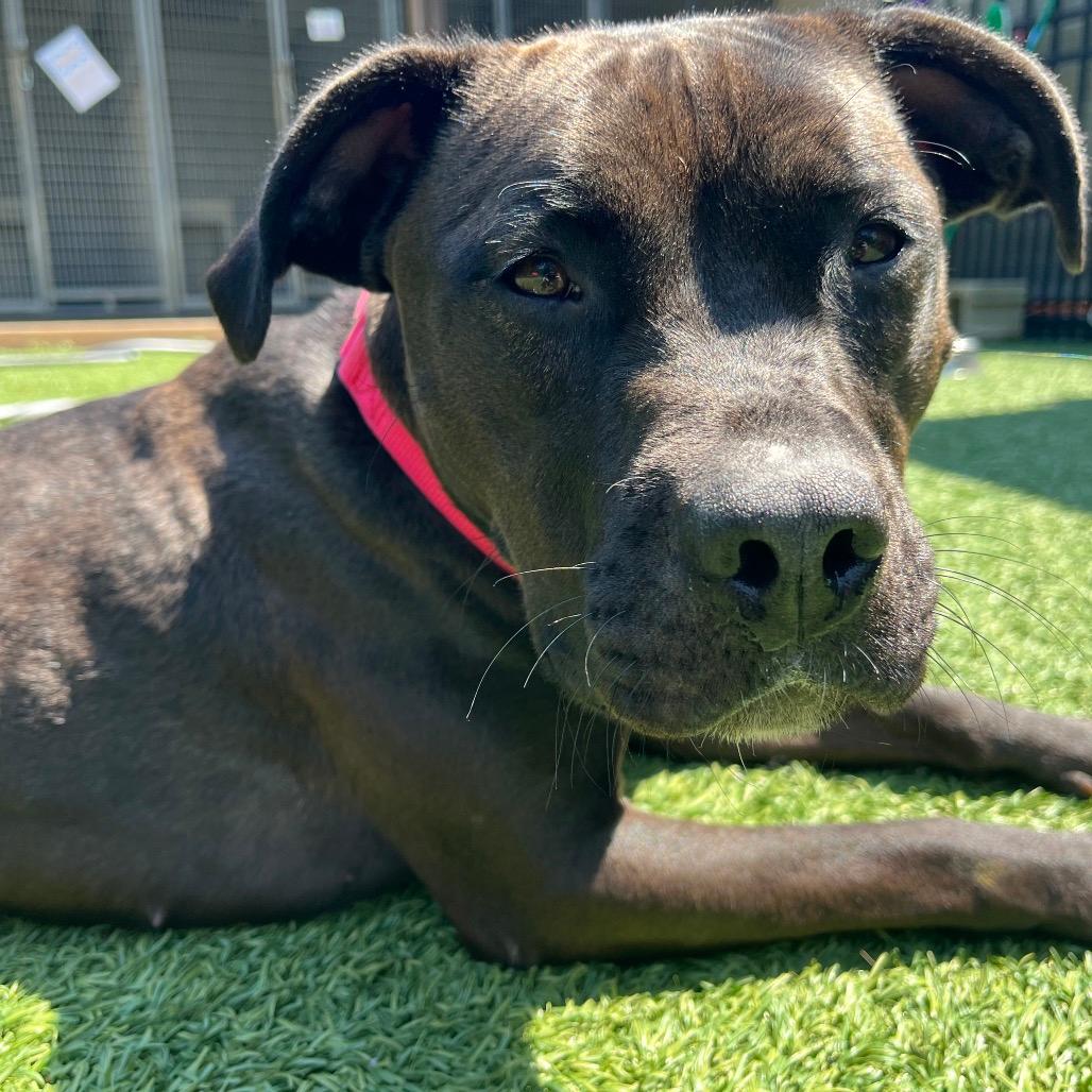 Pebbles (Foster)