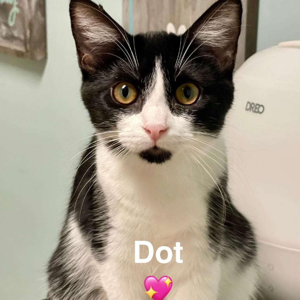 Dot