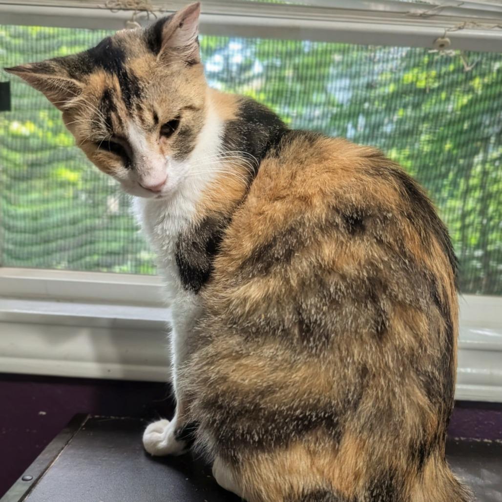 Allie Cat