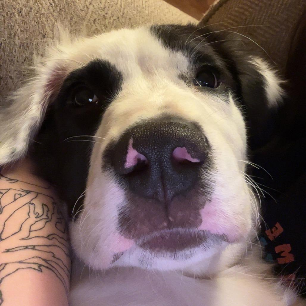 Rex*