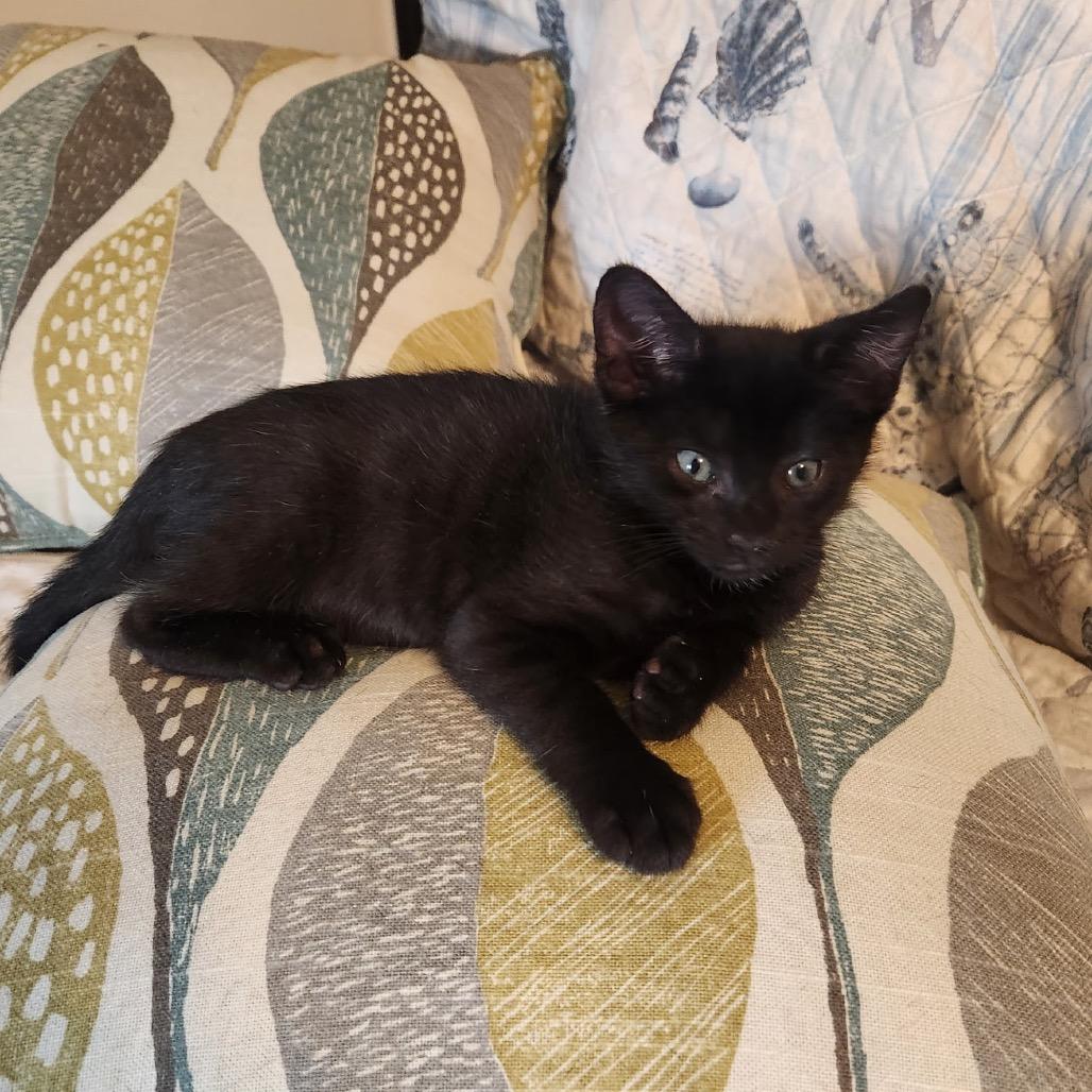 Simon