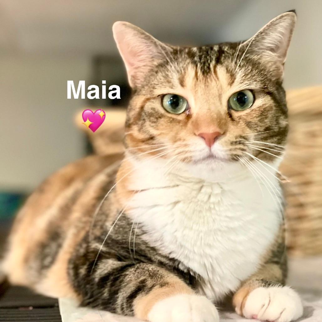 Maia