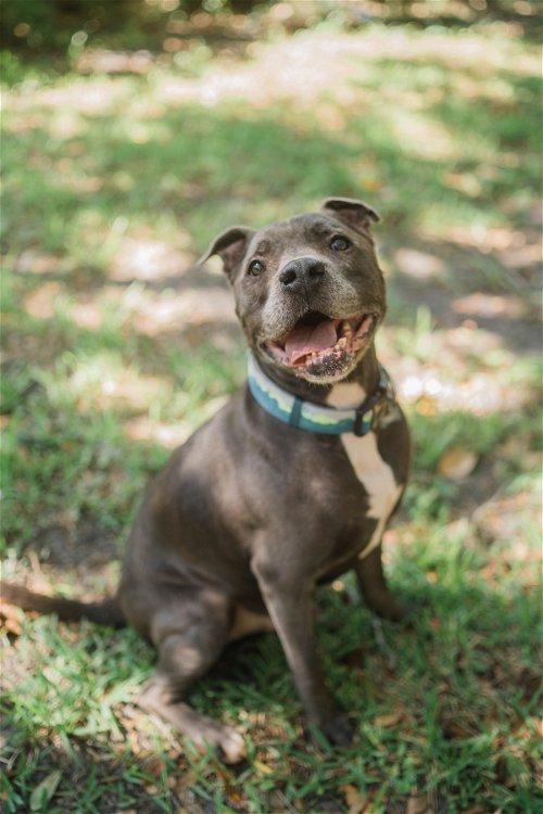 Adoptable Dogs & Puppies in Jacksonville, FL