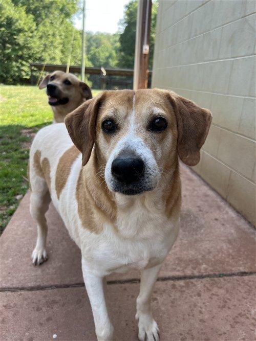 Ritchie County Humane Society Harrisville, WV Chewy