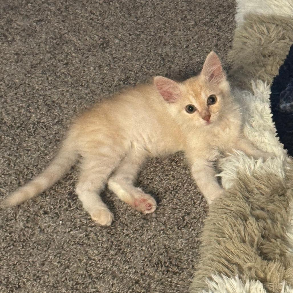 Vanilla
